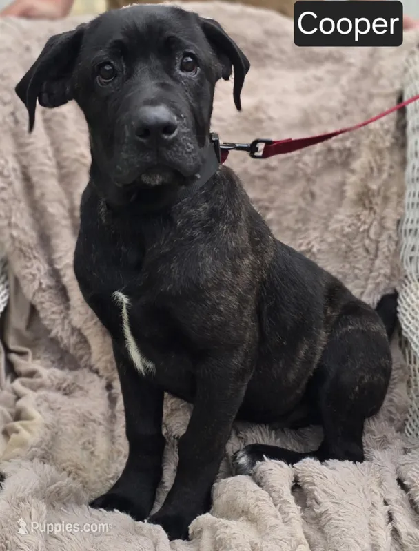 Cooper – Cane Corso puppy for sale in Mineral Wells, WV