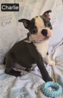 Charlie, a male Boston Terrier for sale in Mineral Wells, WV – 10 of 10