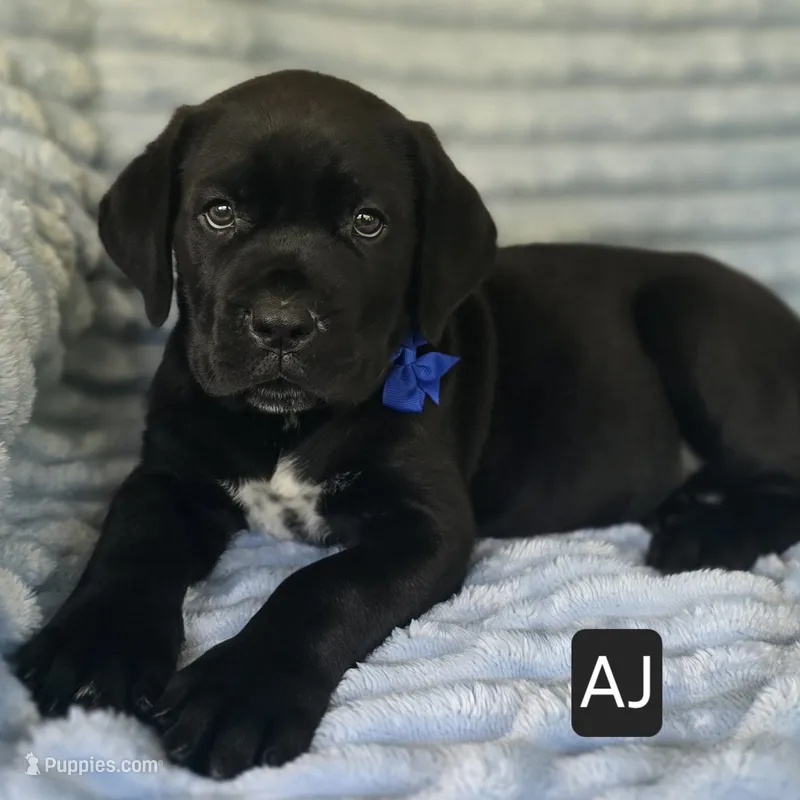 AJ – Cane Corso puppy for sale in Mineral Wells, WV