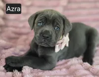 Azra, a female Cane Corso for sale in Mineral Wells, WV – 5 of 8