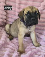 Abby, a female Cane Corso for sale in Mineral Wells, WV – 3 of 10