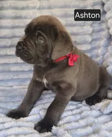 Ashton, a male Cane Corso for sale in Mineral Wells, WV – 4 of 9