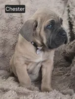 Chester, a male Cane Corso for sale in Mineral Wells, WV – Photo 2 of 6