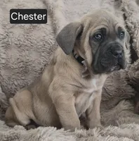 Chester, a male Cane Corso for sale in Mineral Wells, WV – Photo 3 of 6