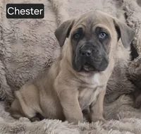 Chester, a male Cane Corso for sale in Mineral Wells, WV – Photo 4 of 6
