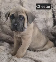 Chester, a male Cane Corso for sale in Mineral Wells, WV – Photo 6 of 6