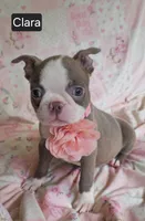 Clara, a female Boston Terrier for sale in Mineral Wells, WV – 4 of 10