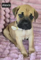 Alexis, a female Cane Corso for sale in Mineral Wells, WV – 1 of 8