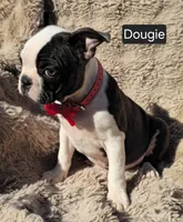 Douggie WEEKEND SPECIAL $250 OFF, a male Boston Terrier for sale in Mineral Wells, WV – 3 of 3