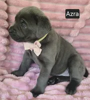Azra, a female Cane Corso for sale in Mineral Wells, WV – 7 of 8