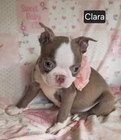 Clara, a female Boston Terrier for sale in Mineral Wells, WV – 3 of 10