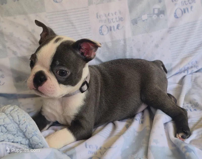 Charlie – Boston Terrier puppy for sale in Mineral Wells, WV