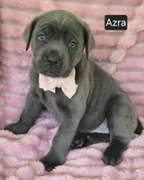 Azra, a female Cane Corso for sale in Mineral Wells, WV – 8 of 8