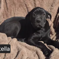 Stella, a female Cane Corso for sale in Mineral Wells, WV – Photo 4 of 9