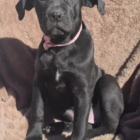 Stella, a female Cane Corso for sale in Mineral Wells, WV – Photo 5 of 9