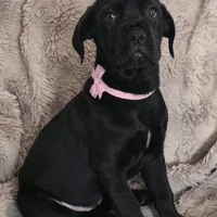 Stella, a female Cane Corso for sale in Mineral Wells, WV – Photo 9 of 9