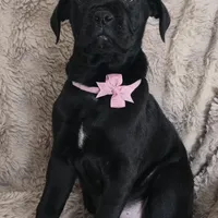 Stella, a female Cane Corso for sale in Mineral Wells, WV – Photo 7 of 9