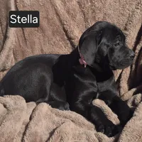 Stella, a female Cane Corso for sale in Mineral Wells, WV – Photo 3 of 9
