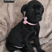 Stella, a female Cane Corso for sale in Mineral Wells, WV – Photo 8 of 9