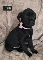 Stella, a female Cane Corso for sale in Mineral Wells, WV – Photo 4 of 4