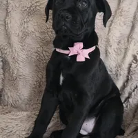 Stella, a female Cane Corso for sale in Mineral Wells, WV – Photo 6 of 9