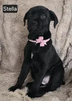 Stella, a female Cane Corso for sale in Mineral Wells, WV – Photo 1 of 4