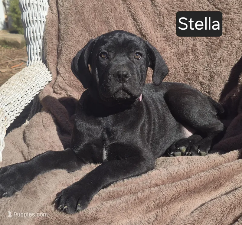 Stella