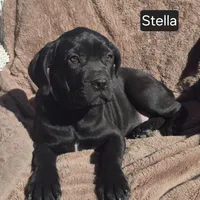 Stella, a female Cane Corso for sale in Mineral Wells, WV – Photo 2 of 9