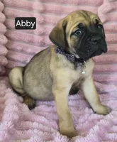 Abby, a female Cane Corso for sale in Mineral Wells, WV – 6 of 10