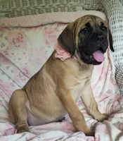 Abby, a female Cane Corso for sale in Mineral Wells, WV – 4 of 10