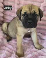 Abby, a female Cane Corso for sale in Mineral Wells, WV – 2 of 10