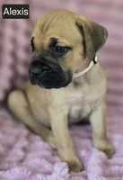 Alexis, a female Cane Corso for sale in Mineral Wells, WV – 3 of 8