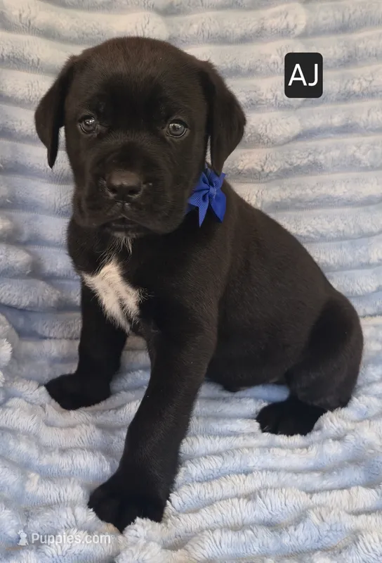 AJ – Cane Corso puppy for sale in Mineral Wells, WV