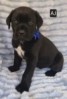 AJ, a male Cane Corso for sale in Mineral Wells, WV – 1 of 6