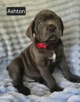 Ashton PENDING PICKUP AUGUST 6, a male Cane Corso for sale in Mineral Wells, WV – 3 of 10