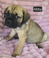 Abby, a female Cane Corso for sale in Mineral Wells, WV – 9 of 10
