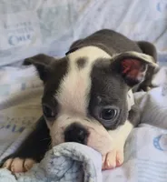 Charlie, a male Boston Terrier for sale in Mineral Wells, WV – 4 of 10