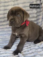 Ashton, a male Cane Corso for sale in Mineral Wells, WV – 8 of 9