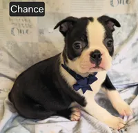Chance, a male Boston Terrier for sale in Mineral Wells, WV – 7 of 10
