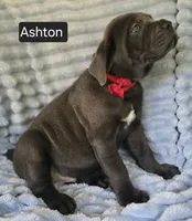 Ashton PENDING PICKUP AUGUST 6, a male Cane Corso for sale in Mineral Wells, WV – 7 of 10