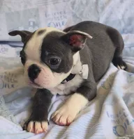 Charlie, a male Boston Terrier for sale in Mineral Wells, WV – 2 of 10