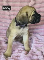 Abby, a female Cane Corso for sale in Mineral Wells, WV – 7 of 10