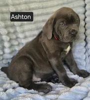 Ashton PENDING PICKUP AUGUST 6, a male Cane Corso for sale in Mineral Wells, WV – 6 of 10
