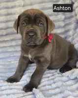 Ashton, a male Cane Corso for sale in Mineral Wells, WV – 7 of 9