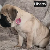 Liberty, a female Cane Corso for sale in Mineral Wells, WV – Photo 6 of 8