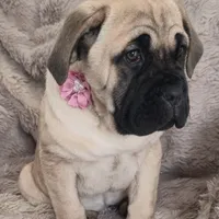 Liberty, a female Cane Corso for sale in Mineral Wells, WV – Photo 2 of 8