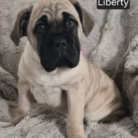Liberty, a female Cane Corso for sale in Mineral Wells, WV – Photo 3 of 8