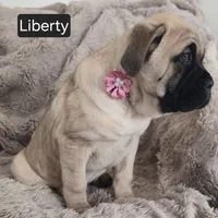 Liberty, a female Cane Corso for sale in Mineral Wells, WV – Photo 5 of 8