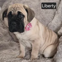 Liberty, a female Cane Corso for sale in Mineral Wells, WV – Photo 1 of 8
