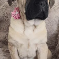 Liberty, a female Cane Corso for sale in Mineral Wells, WV – Photo 7 of 8